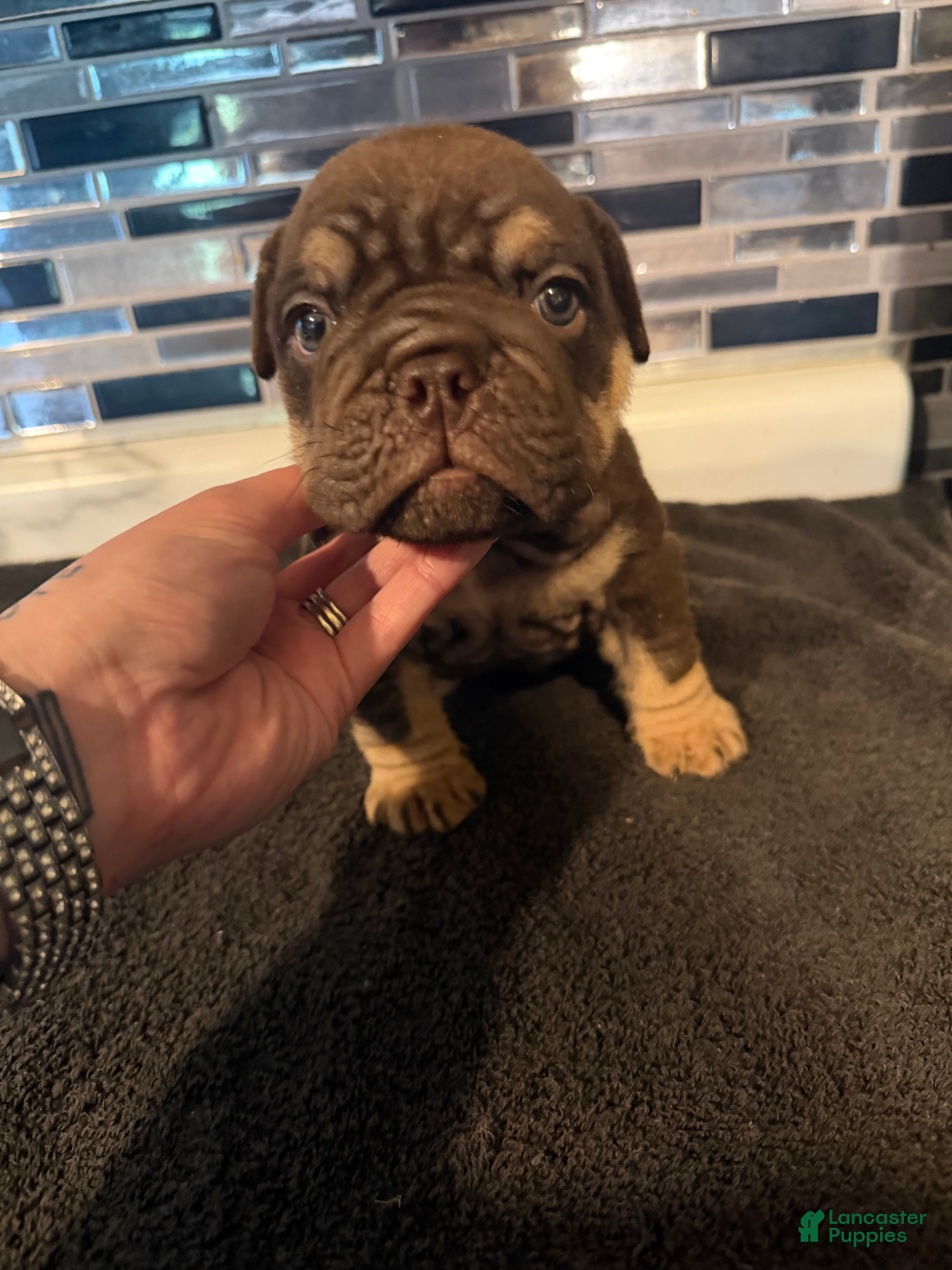 English Bulldog dogs Chocolate male - Ad 18
