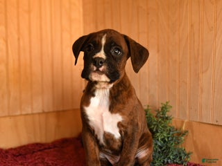 Boxer dogs Rags - Ad 17