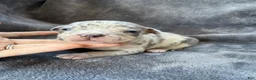 American Bully dogs for sale: Domino - Ad 11