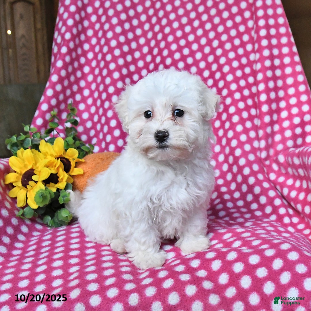 Maltipoo dogs for sale: Puddles - Ad 4