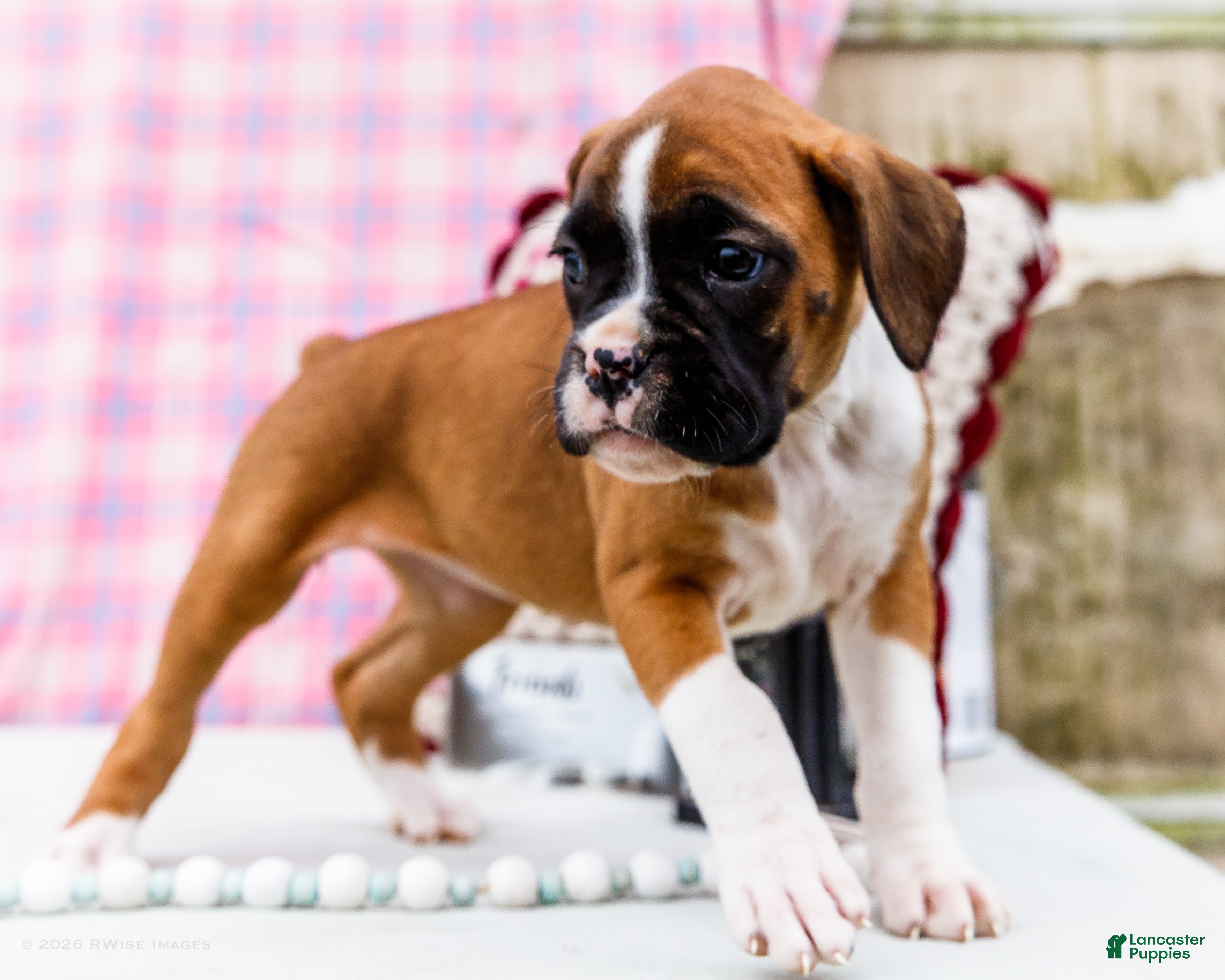 Boxer dogs Lovely - Ad 2