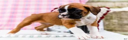 Boxer dogs for sale: Lovely - Ad 2