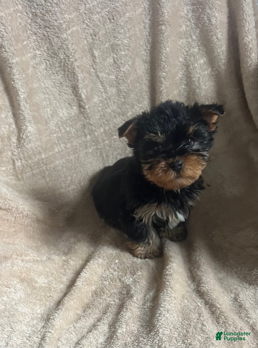 Yorkshire Terrier dogs for sale: MJ - Ad 6