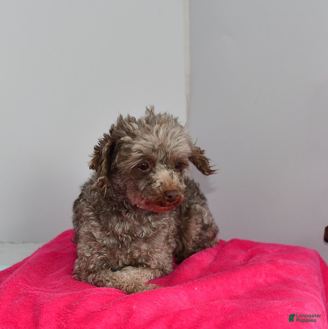 Toy Poodle dogs for sale: Shella - Ad 2