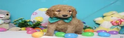 Goldendoodle dogs for sale: Dew - Ad 2