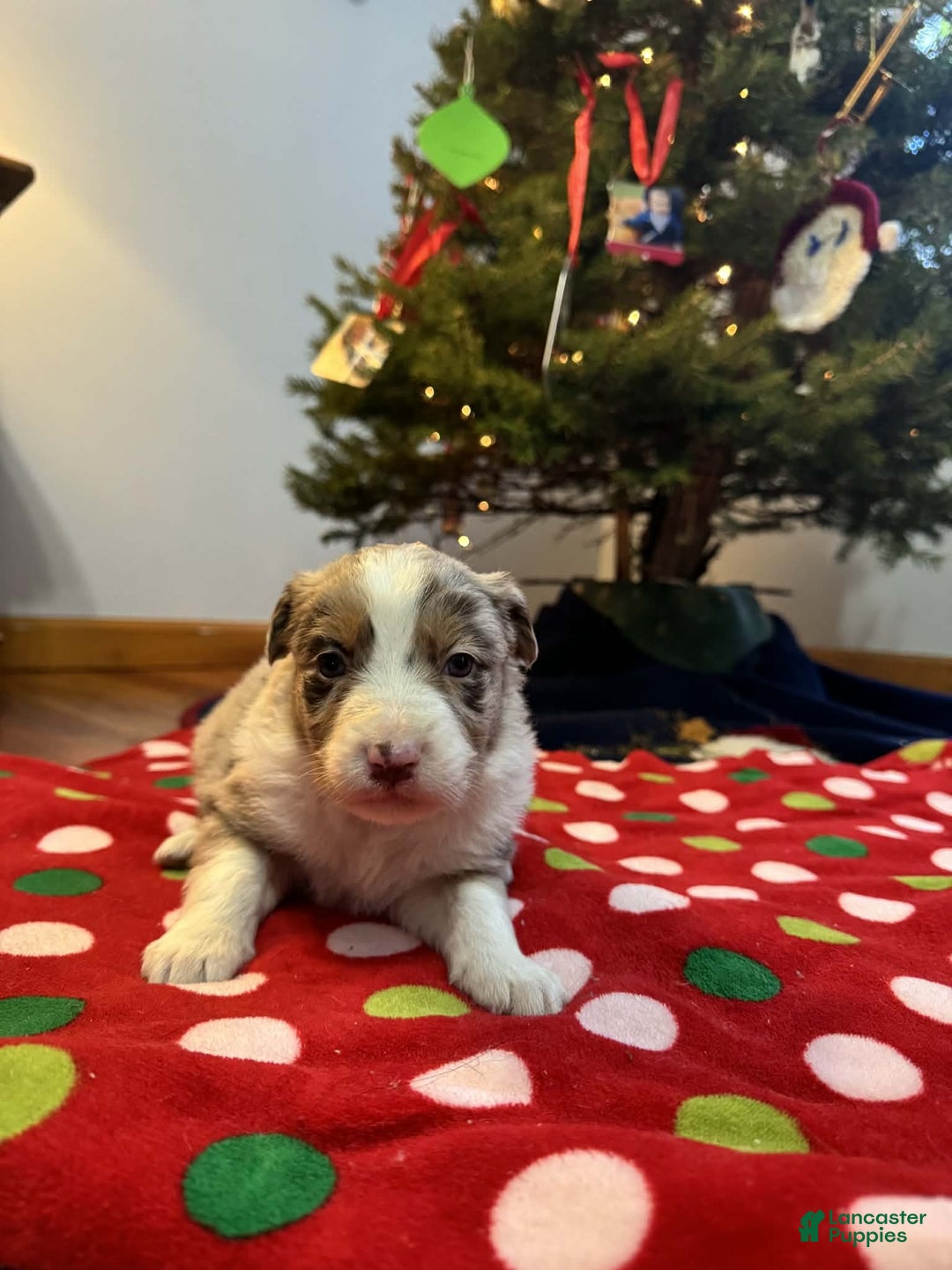 Australian Shepherd dogs for sale: Yukon - Ad 8