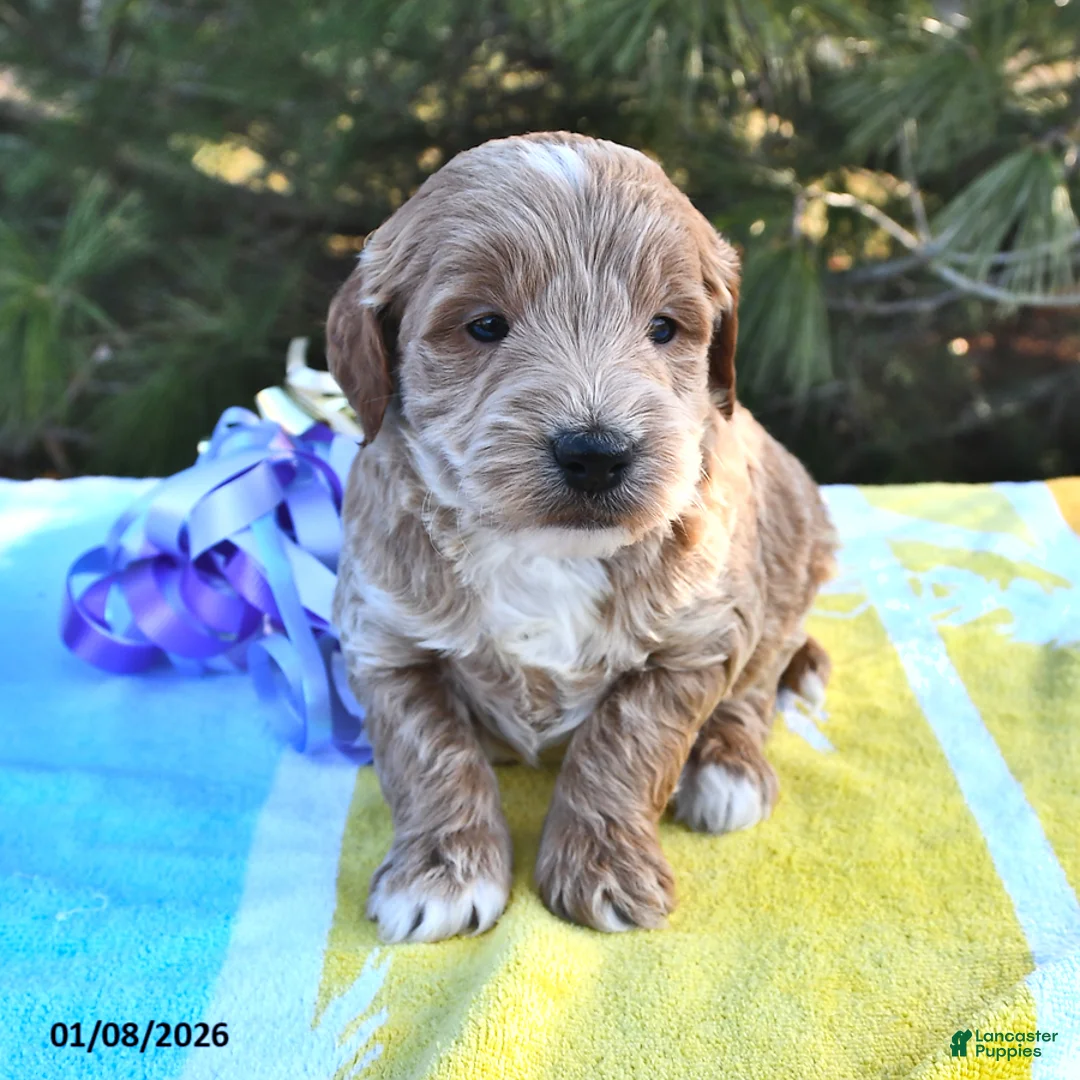 Mini Goldendoodle dogs for sale: Oliver - Ad 8