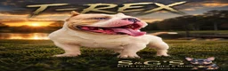 American Bully dogs for stud: T-Rex - Ad 5