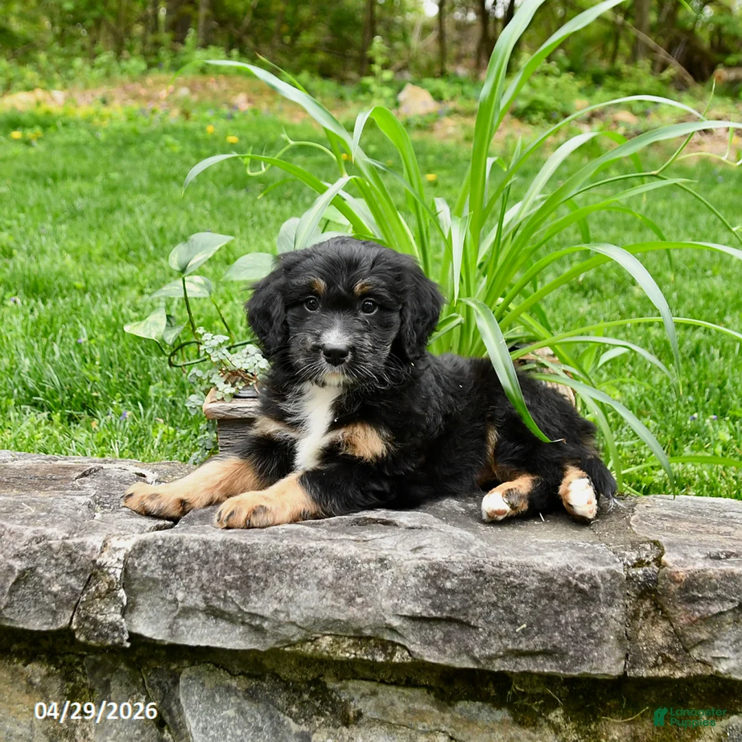 Bernedoodle dogs for sale: Lucy - Ad 2