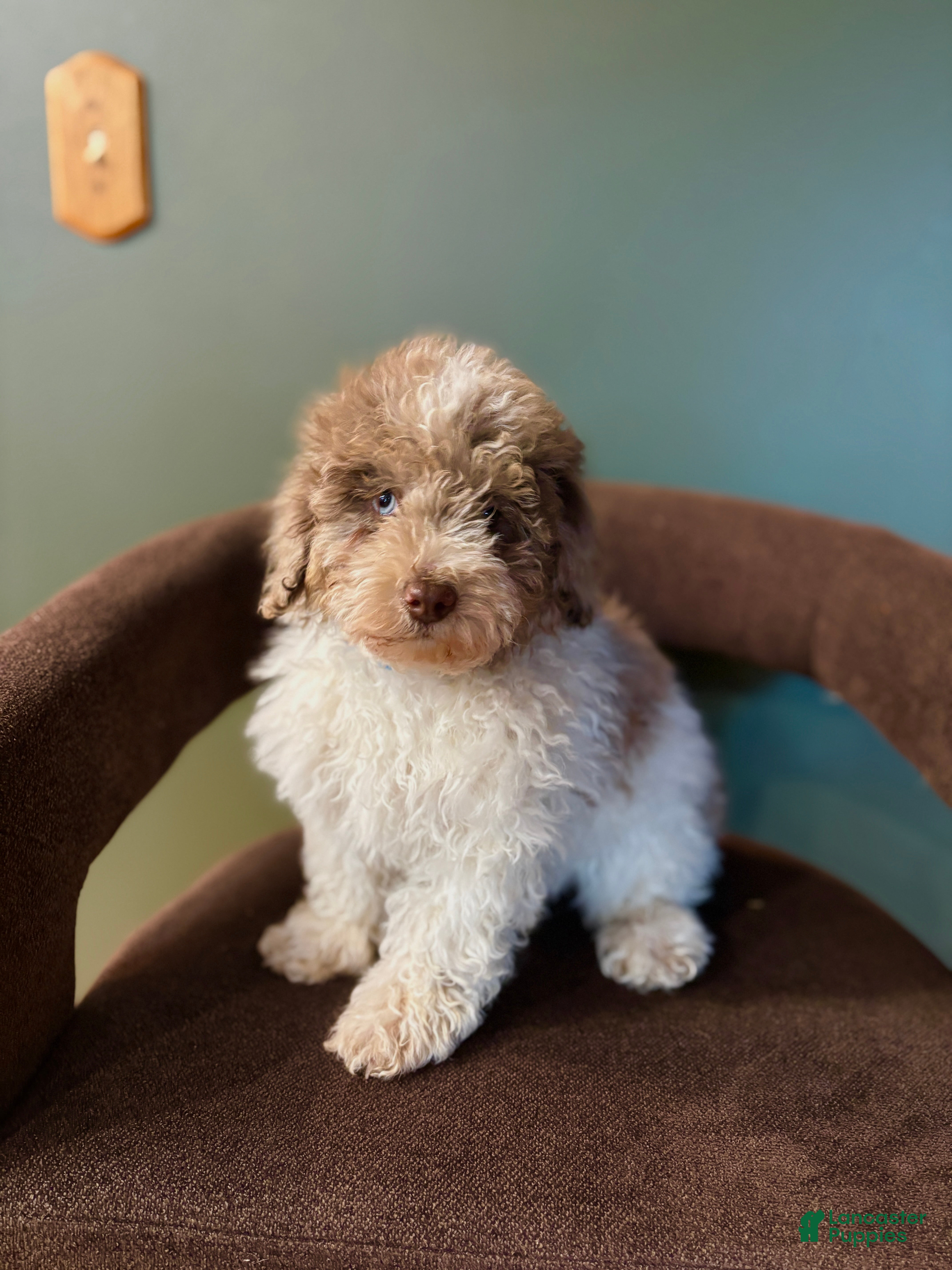 Miniature Poodle dogs Sammy  - Ad 30