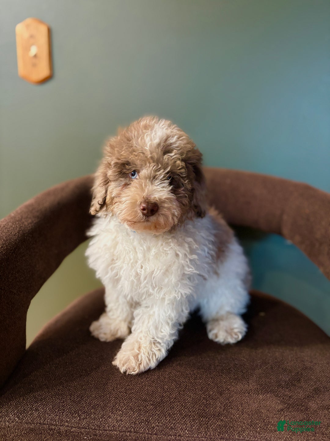Miniature Poodle dogs for sale: Sammy  - Ad 1