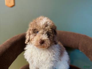 Miniature Poodle dogs Sammy - Ad 30