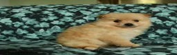 Pomeranian dogs for sale: Feddy - Ad 5