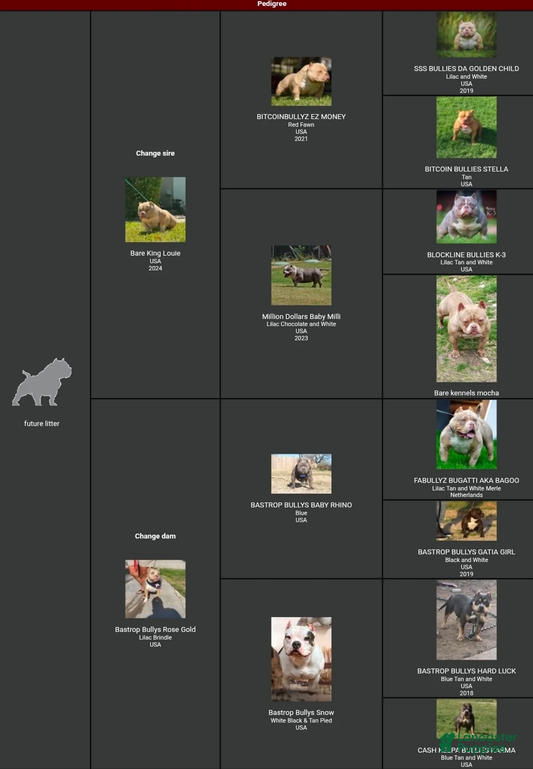 American Bully dogs for sale: American Bully female - Ad 2