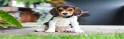 Beagle dogs for sale: Asher - Ad 9