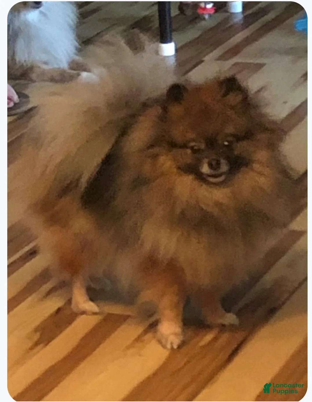 Pomeranian dogs for sale: Pomeranian Puppy 1 - Ad 4