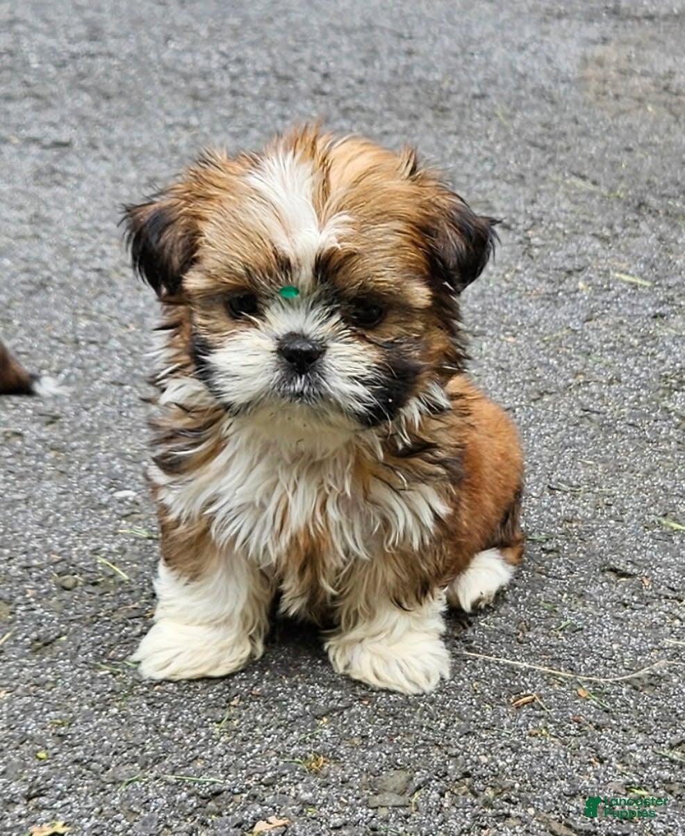 Shih Tzu dogs for sale: Shih Tzu Puppy 3 - Ad 5