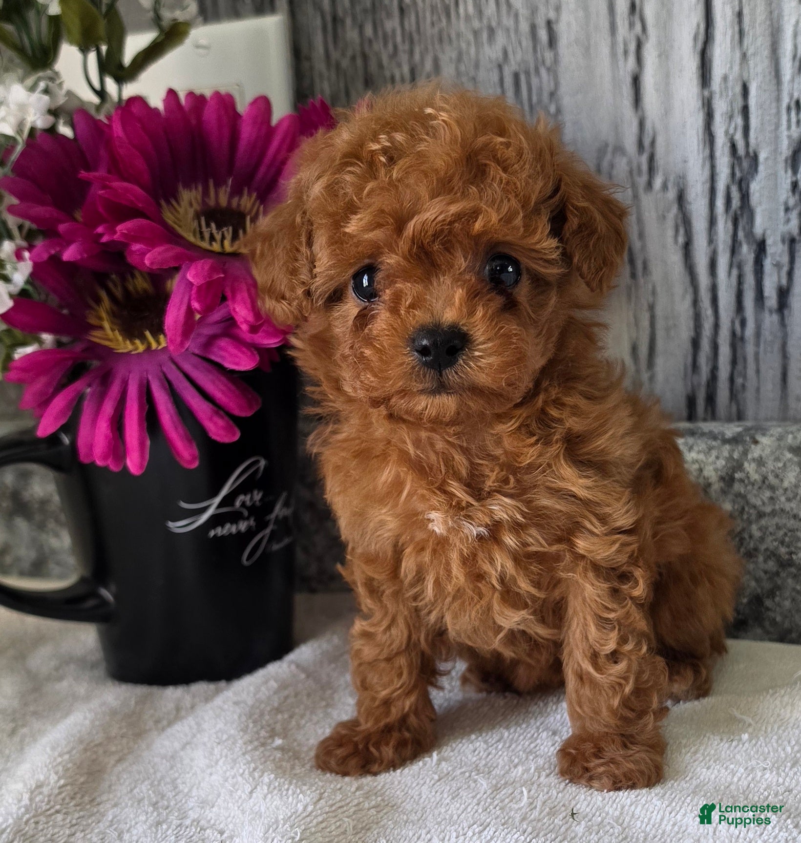 Toy Poodle dogs Popppy - Ad 1