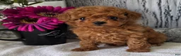 Toy Poodle dogs for sale: Popppy - Ad 1
