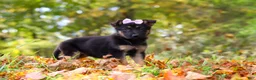 German Shepherd dogs for sale: Rosalie - Ad 4