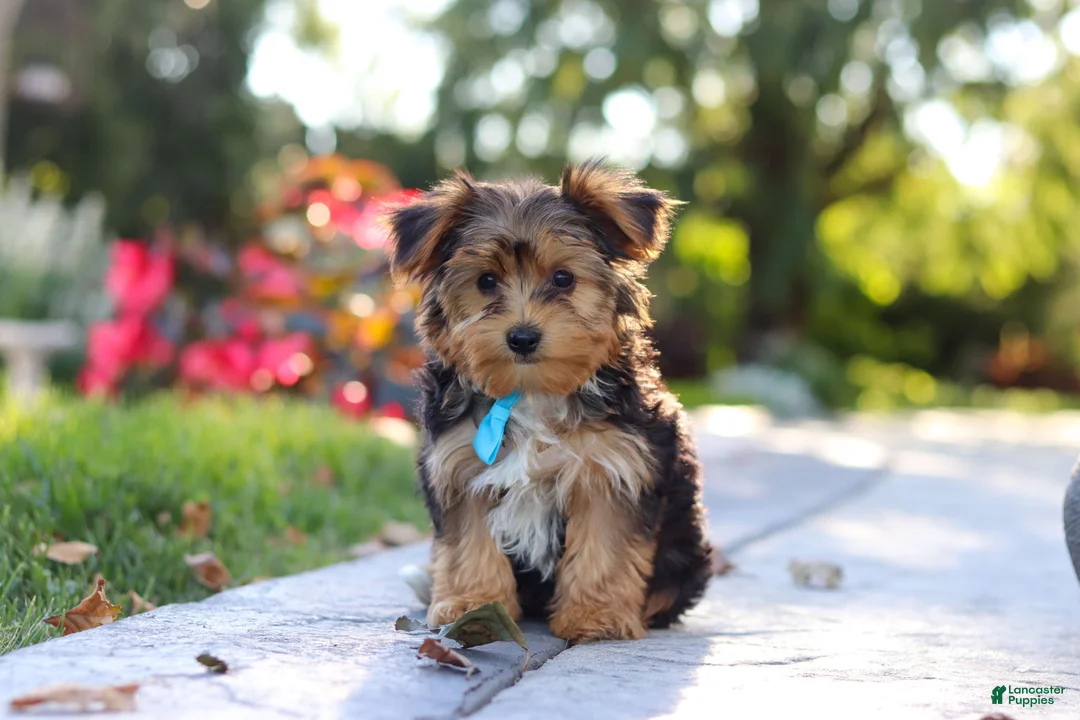 Yorkiepoo dogs for sale: Winston - Ad 2