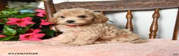 Maltipoo dogs for sale: Sophie - Ad 3