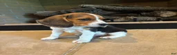 Beagle dogs for sale: Buck - Ad 4