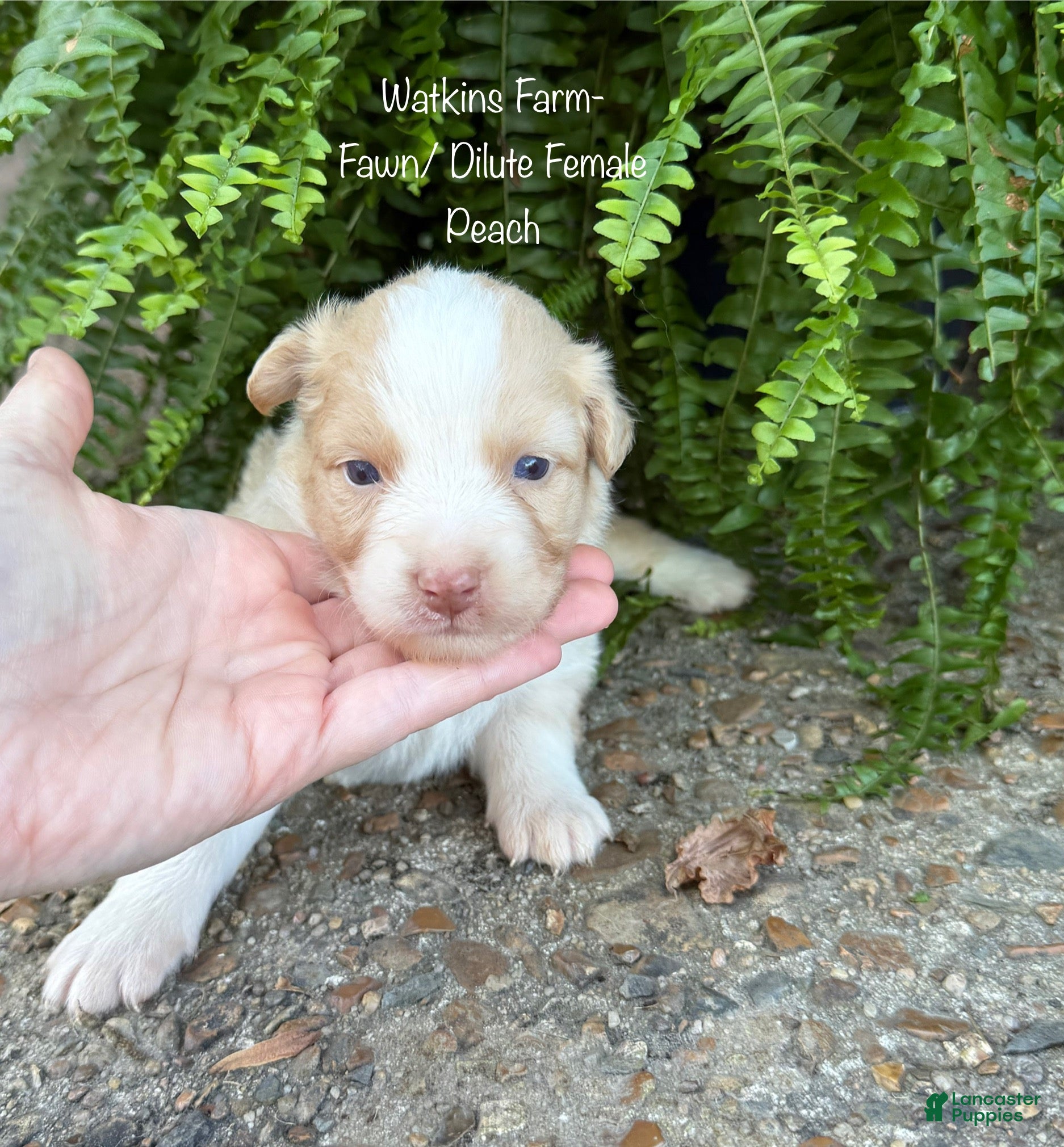 Australian Shepherd dogs Peach - Ad 1