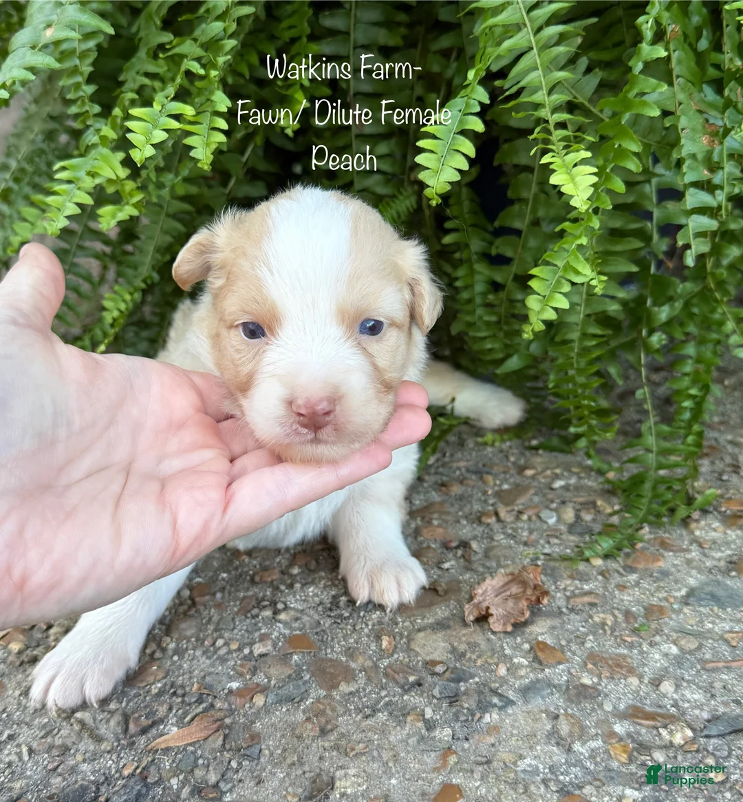 Australian Shepherd dogs for sale: Peach - Ad 1