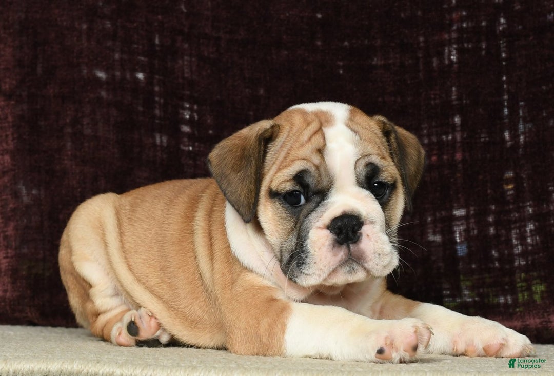 English Bulldog dogs for sale: Amber - Ad 3
