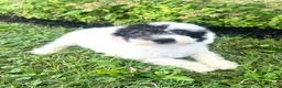 Mixed Breed dogs for sale: Vega - Ad 12