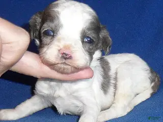 Cockapoo dogs for sale: Ringo - Ad 1