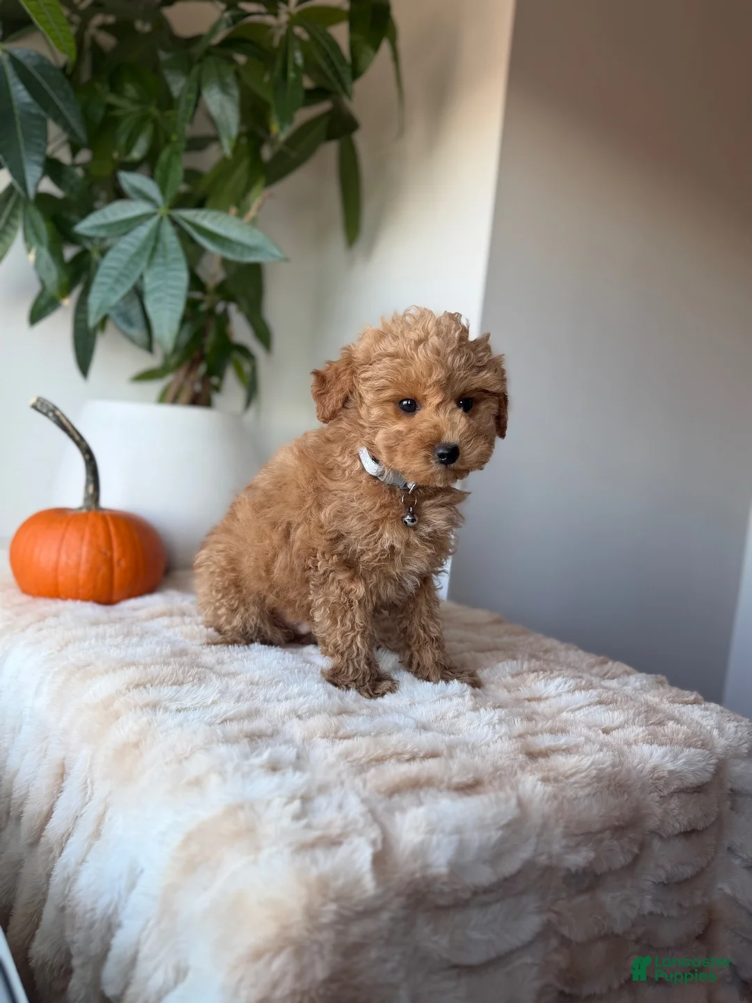 Maltipoo dogs for sale: Toby - Ad 2