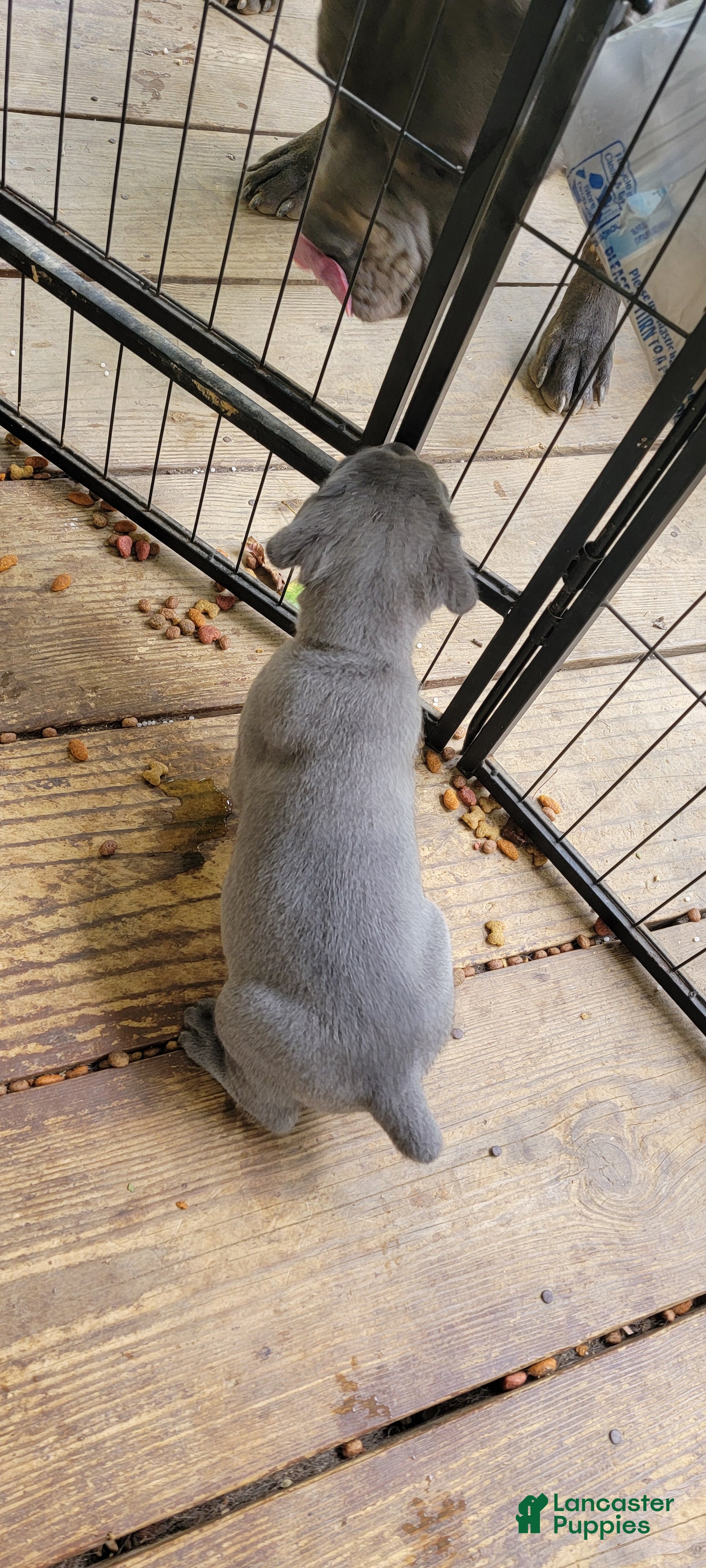 Cane Corso dogs for sale: Cane Corso 1 - Ad 2