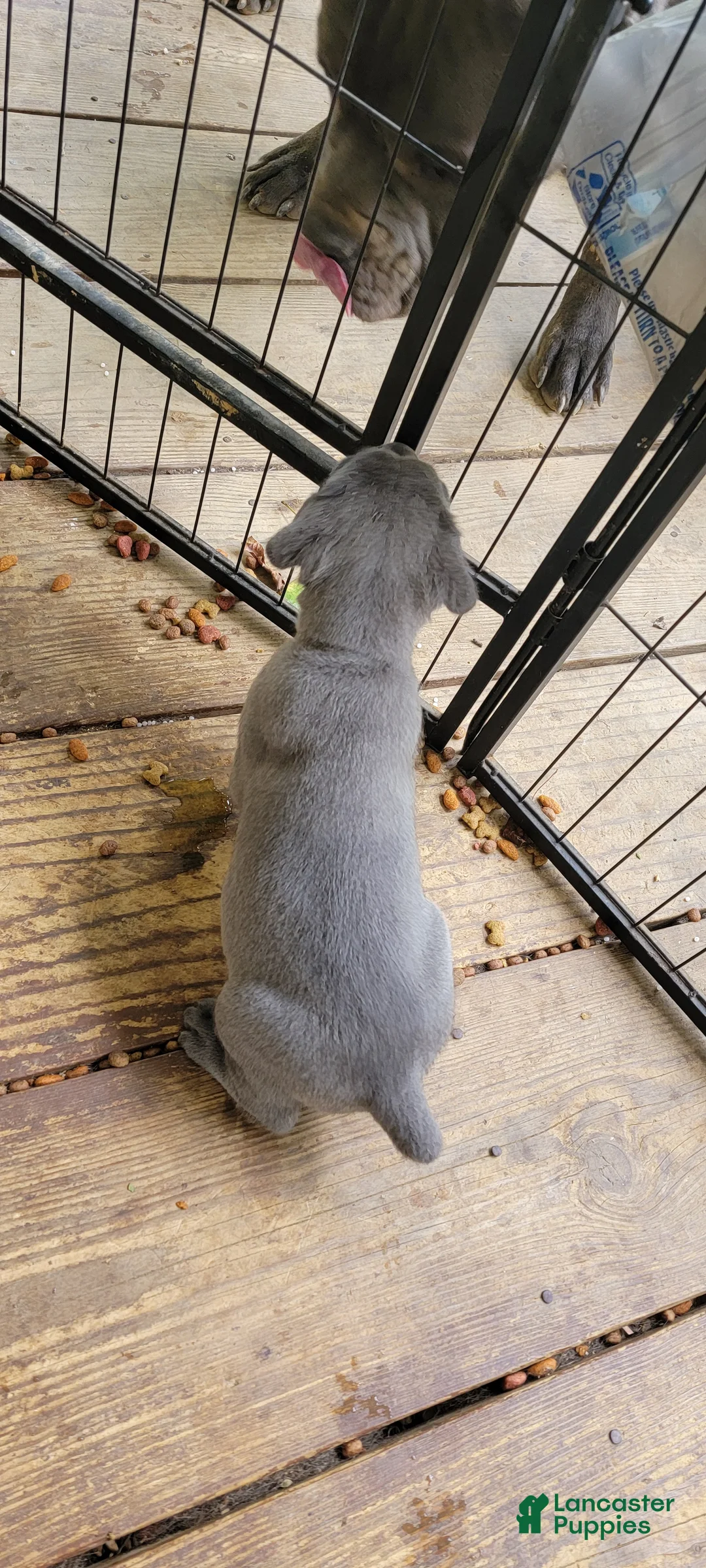 Cane Corso dogs for sale: Cane Corso 1 - Ad 2