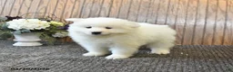 Samoyed dogs for sale: Sport - Ad 4