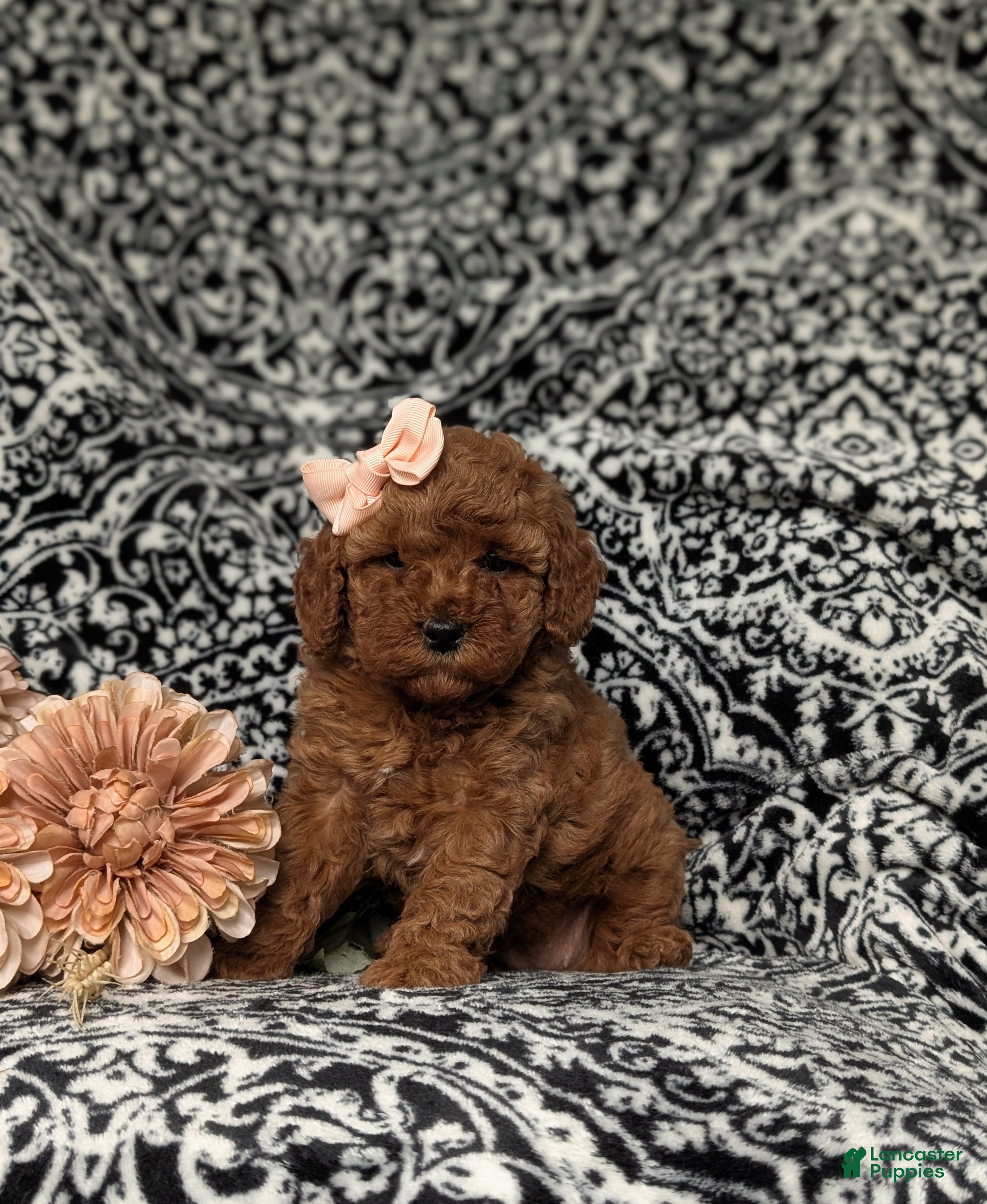 Miniature Poodle dogs for sale: Katrina - Ad 1