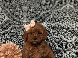 Miniature Poodle dogs for sale: Katrina - Ad 1