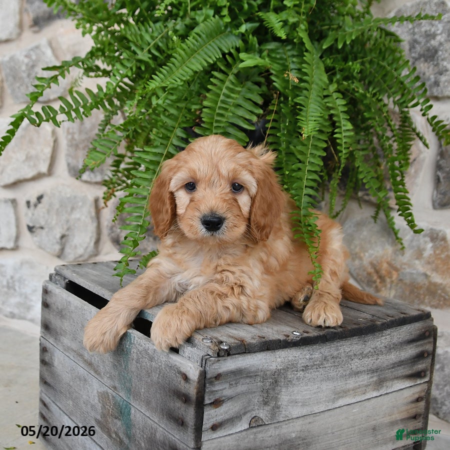 Mini Goldendoodle dogs Conner - Ad 2