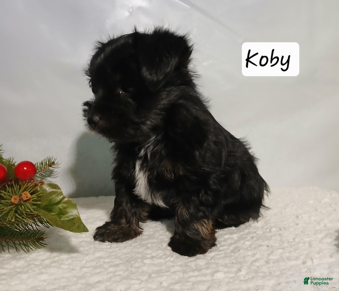 Yorkiepoo dogs for sale: Koby - Ad 3