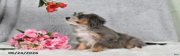 Mini Bernedoodle dogs for sale: Darcy - Ad 4