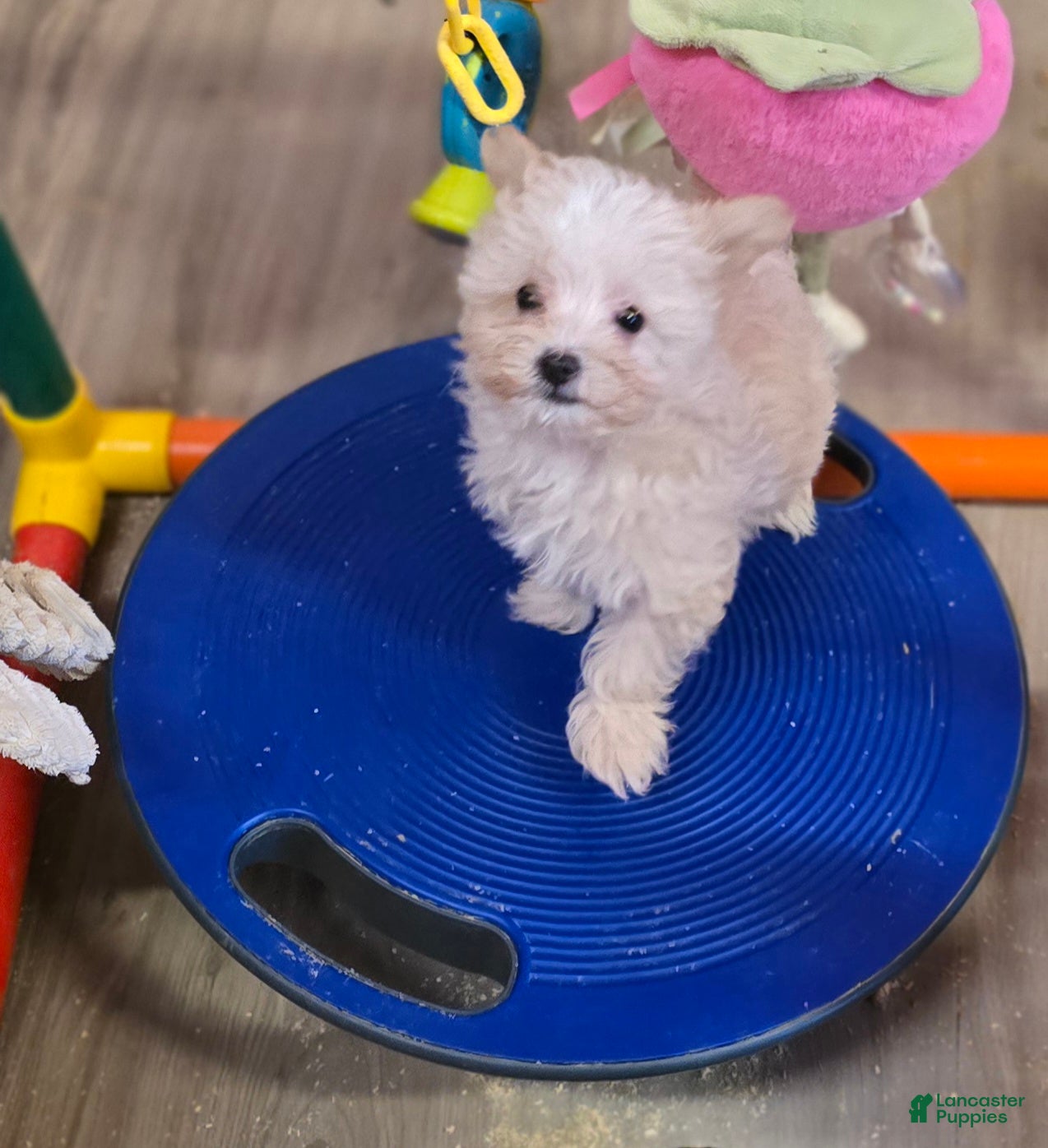 Maltipoo dogs Ice - Ad 42