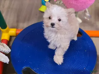 Maltipoo dogs Ice - Ad 42