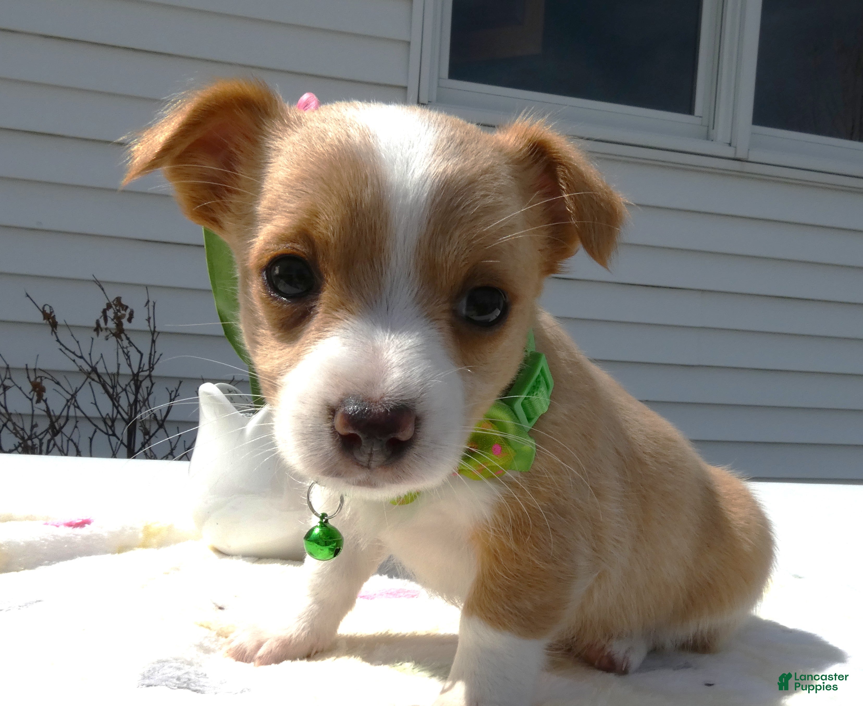 Jack Russell Terrier dogs Jack Russell Terrier Puppy 3 Smilee - Ad 11