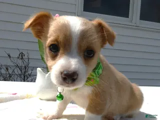 Jack Russell Terrier dogs Jack Russell Terrier Puppy 3 Smilee - Ad 11