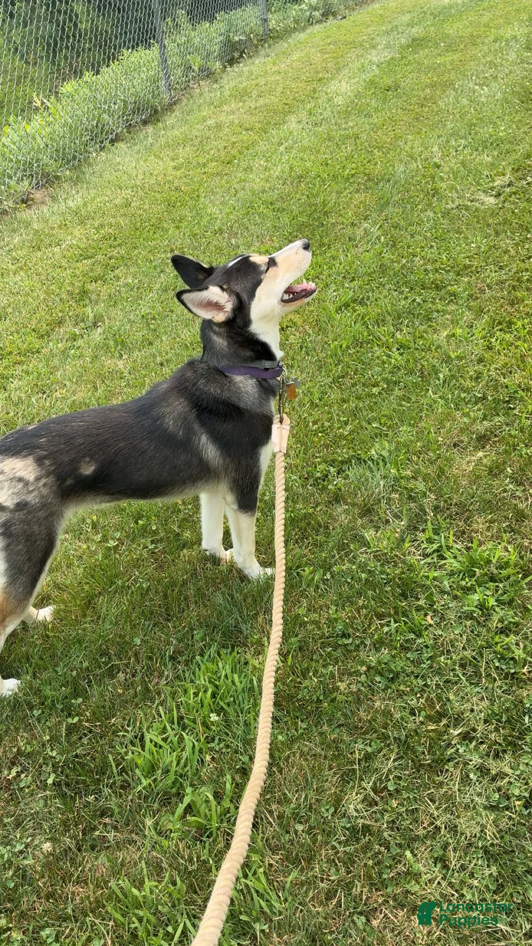 Mixed Breed dogs for sale: Everest - Ad 2