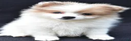 Pomeranian dogs for sale: Holly - Ad 6