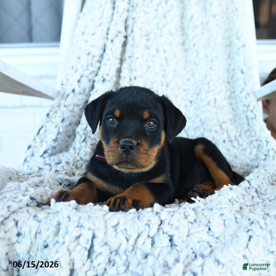 Rottweiler dogs Rhett - Ad 2