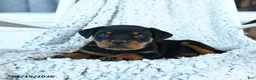 Rottweiler dogs for sale: Rhett - Ad 2
