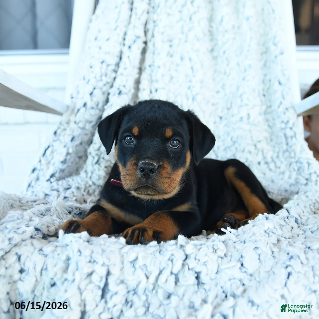 Rottweiler dogs for sale: Rhett - Ad 2